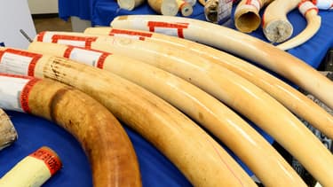 La forte demande en provenance de la Chine a alimenté le massacre de dizaines de milliers de pachydermes africains par an.
