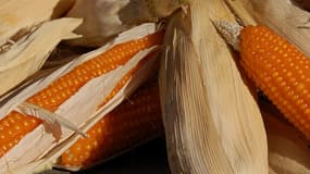 Le moratoire sur le maïs transgénique Monstanto pourrait bientôt être levé par le Conseil d'Etat.
