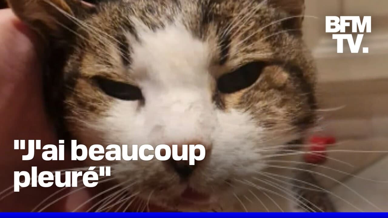 Disparu depuis 15 ans, un chat retrouve son maître quelques heures