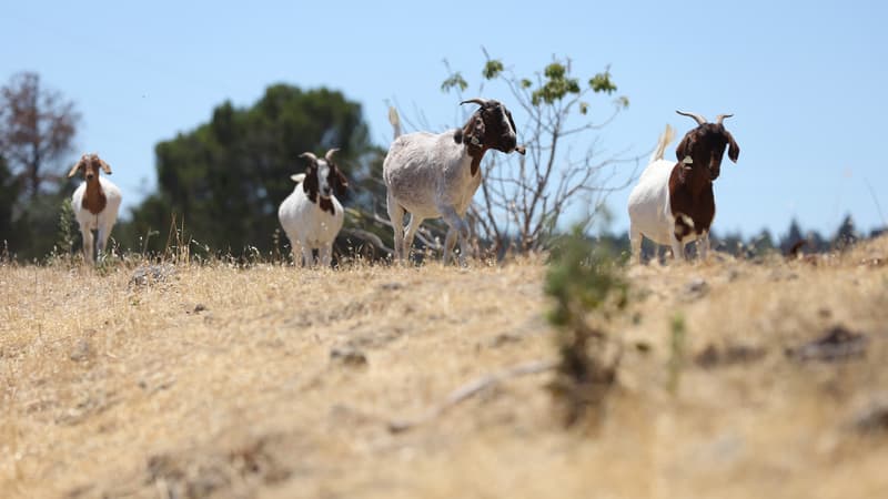 Envahie par les chèvres, une petite île italienne lance une campagne d'adoption pour ne pas les abattre