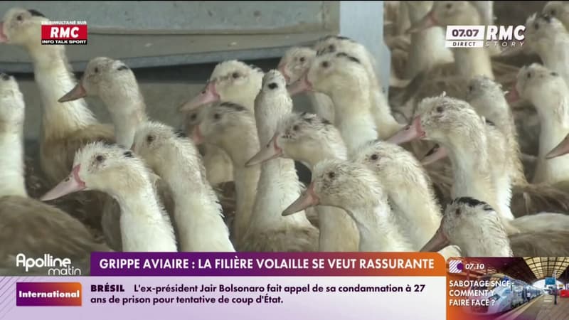 Grippe aviaire: la filière volaille se veut rassurante