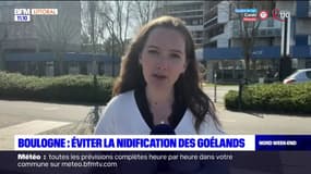 Boulogne-sur-Mer: une campagne pour éviter la nidification de goélands