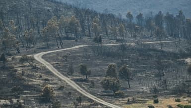 Le paysage calciné après le passage de l'incendie à Coustouge, dans l'Aude, le 8 août 2025
