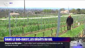 "On est à plus de 90% de bourgeons détruits": ce viticulteur constate les dégâts du gel sur son exploitation 