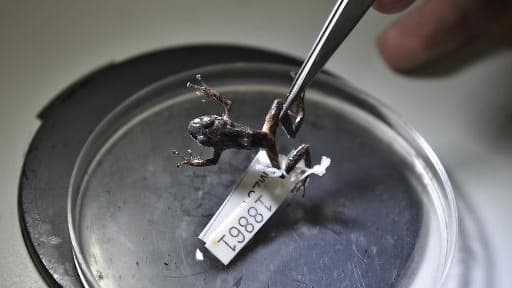 Une grenouille Pristimantis mutabilis observée par des chercheurs de l'université technologique indo-américaine d’Équateur à Quito le 31 mars 2015