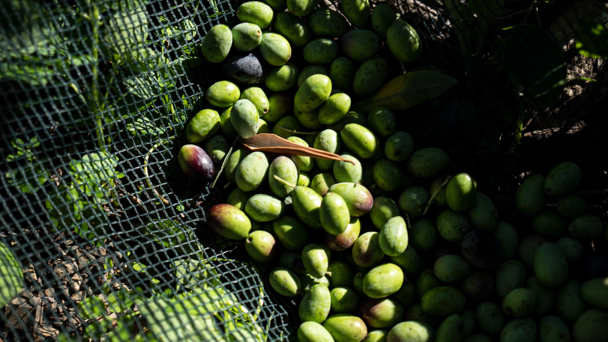Des olives dans un filet pendant la récolte dans une oliveraie à Imperia, en Italie, le 3 novembre 2023. Des olives dans un filet pendant la récolte dans une oliveraie à Imperia, en Italie, le 3 novembre 2023.