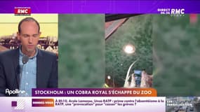 L'histoire de Sébastien Krebs : Un cobra royal s'échappe du zoo à Stockholm - 26/10