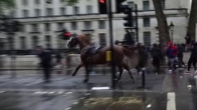 À Londres, un cheval de la police s'échappe et fonce dans le cortège de manifestants