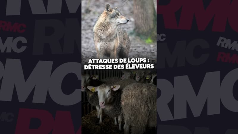 Attaques de loups : la détresse des éleveurs