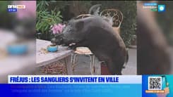 Des sangliers installés en plein cœur de Fréjus