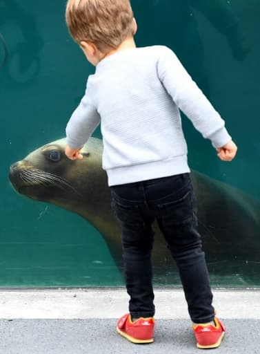 Le parc zoologique de Paris a rouvert ses portes après trois mois de fermeture le 8 juin 2020 Le parc zoologique de Paris a rouvert ses portes après trois mois de fermeture le 8 juin 2020