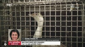Nouvelle vidéo choc de L214: "Ces éleveurs jettent un discrédit sur notre filière!"