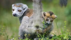La naissance des lémuriens était très attendue. (Photo d'illustration)