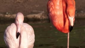 Un flamant rose et un flamant rouge - Image d'illustration