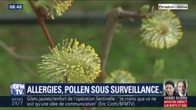Avec l'arrivée du printemps, les allergies reviennent : un site recense la présence de pollen
