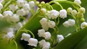 60 millions de brins de muguet sont vendus chaque année en France.