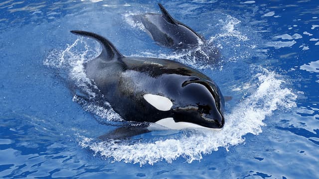 Des orques dans leur bassin, au Marineland d'Antibes, en 2013.