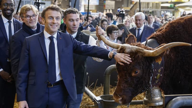 Emmanuel Macron, entouré du ministre de l'Agriculture Marc Fesneau, du secrétaire d'État français à la Mer Hervé Berville et de l'éleveur français Michel Van Simmertier, avec la vache Ovalie, l'égérie du salon de l'agriculture, le 25 février 2023. 
