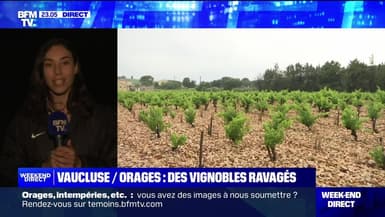 Violents orages dans le Vaucluse: des vignobles ravagés - 04/06