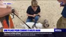 Une plage est autorisée aux chiens à Golfe-Juan qui peuvent se rafraîchir