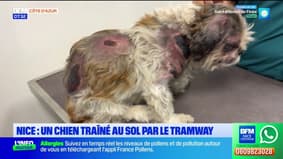 Nice : un chien traîné au sol par le tramway