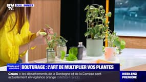 Jardinage: comment bien réaliser vos boutures ?