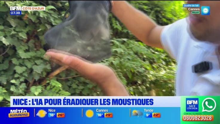 Nice : l'intelligence artificielle utilisée pour éradiquer les moustiques