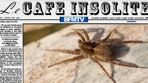 En Angleterre, l'invasion d'une araignée mortelle a fait fuir une famille de son domicile.