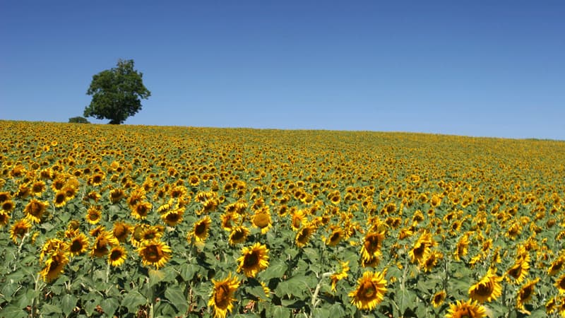 Invitée de Bourdin Direct ce mercredi matin sur RMC, Marion Guillou, présidente directrice générale de l’INRA (Institut national de recherche agronomique), est notamment revenue sur le saccage des vignes OGM d’une unité de l’Inra à Colmar la semaine derni