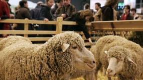 Des moutons mérinos exposés le 26 février 2006 au Salon de l'agriculture de Paris