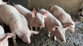 Un élevage de porcs dans une ferme d'Amplepuis dans le Rhône le 14 février 2025
