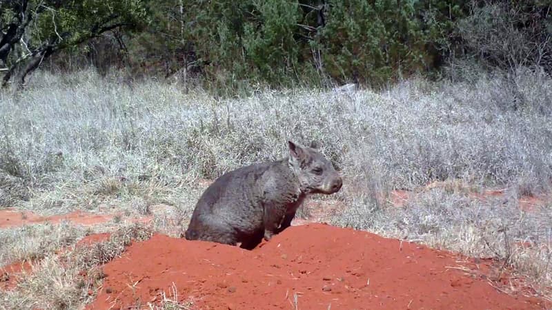 Promener le wombat ou chasser les fantômes: ces drôles de jobs proposés par l'île de Tasmanie