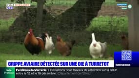 Seine-Maritime: le virus de la grippe aviaire détecté sur une oie à Turretot