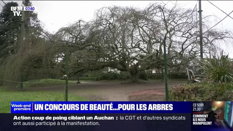 Déjà élu arbre préféré des Français, ce hêtre est en lice pour remporter le titre européen
