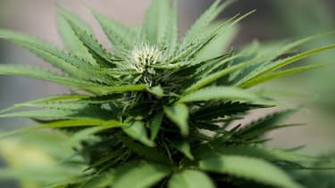 Cannabis (illustration).