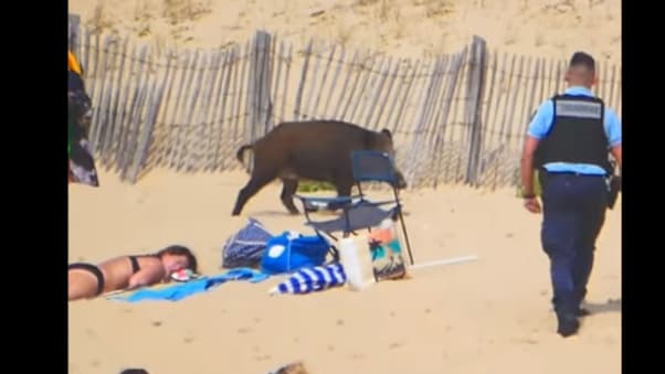 Un sanglier sur la plage du Boucau le 27 juillet Un sanglier sur la plage du Boucau le 27 juillet