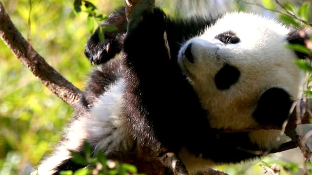 Naissance d'un panda géant