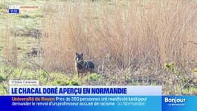 Seine-Maritime: un chacal doré photographié entre le Havre et Tancarville