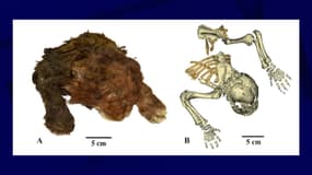Capture d'écran revue Scientific Reports. A: La momie congelée d'Homotherium latidens (spécimen connu sous le nom de "chat à dents de sabre" ou de "tigre à dents de sabre"). B: Vue tomodensitométrique (image radiologique en 2 ou 3 dimensions) du chaton retrouvé congelé.