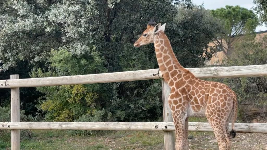 PHOTO - Naissance remarquable d'un bébé girafe au zoo de La Barben - France  Bleu