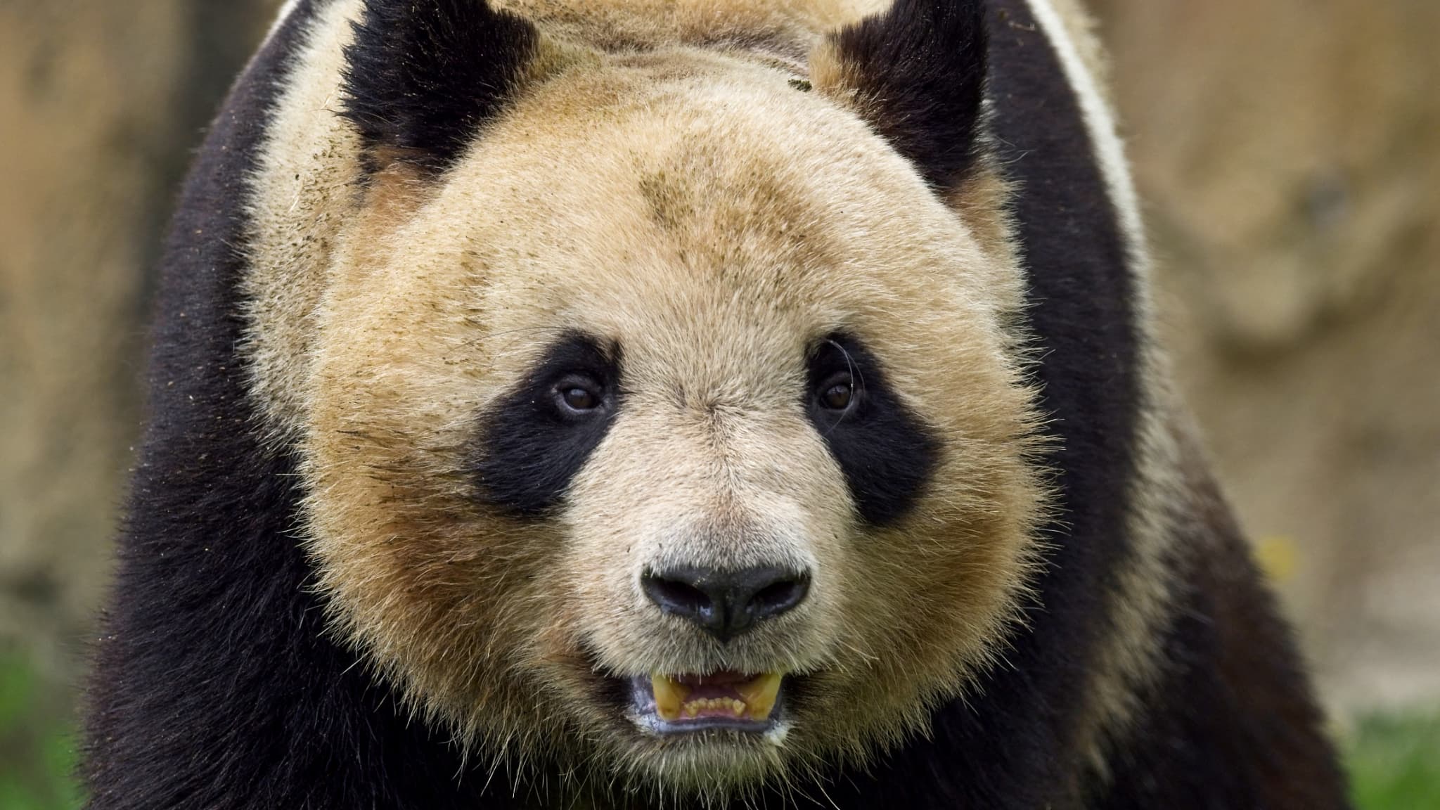 China is withdrawing its pandas from the United States and the United Kingdom