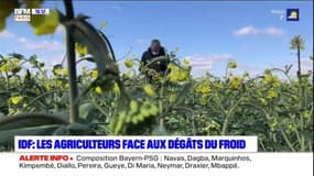 Ile-de-France: les agriculteurs face aux dégâts du froid 