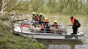 Des moutons transportés sur une barque après une montée des eaux de la Loire, le 2 avril 2024