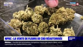 Nord-Pas-de-Calais: la vente de fleurs de CBD réautorisée, les professionnels du secteur soulagés