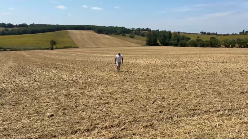Volailles étouffées par la chaleur, prairies séchées... Le gouvernement annonce un plan pour ne laisser "aucun agriculteur seul" face à la sécheresse, à la canicule et aux incendies