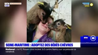 Seine-Maritime: des bébés chèvres, sauvés de l'abattoir, en attente d'être adoptés
