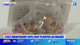 Le Café des Jardiniers: il est temps de planter les bulbes