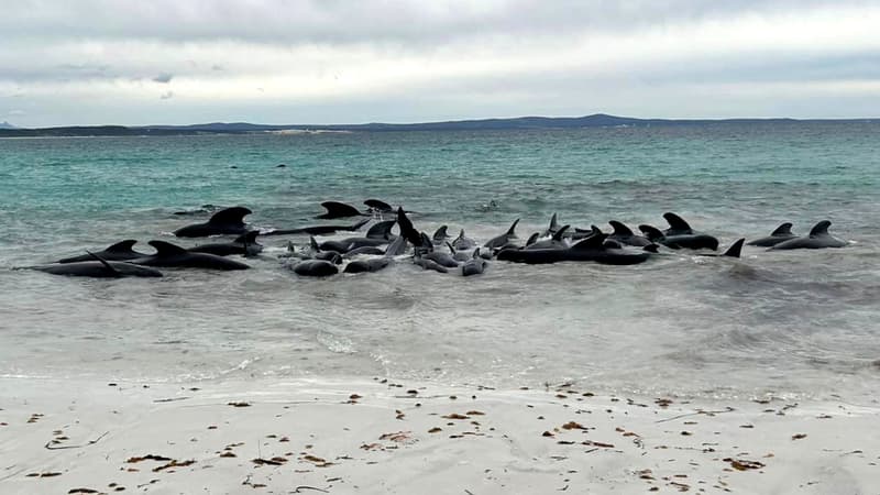 Australie: les 45 cétacés retrouvés échoués sur une plage vont être euthanasiés