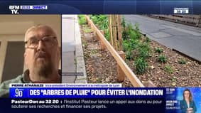 Arbres de pluie: une méthode pour "rendre la ville perméable" et lutter contre les crues à répétition