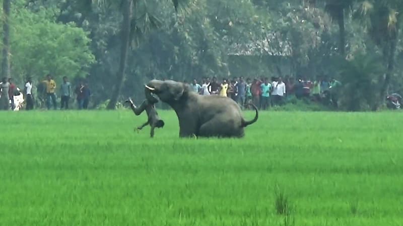 Un Indien attaqué par un éléphant dans l'ouest du Bengale en mars 2016